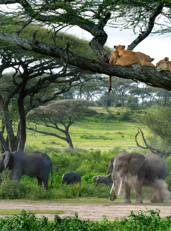 Elephant Herd Playing with Dust with Lions on Top of Tree Brunch