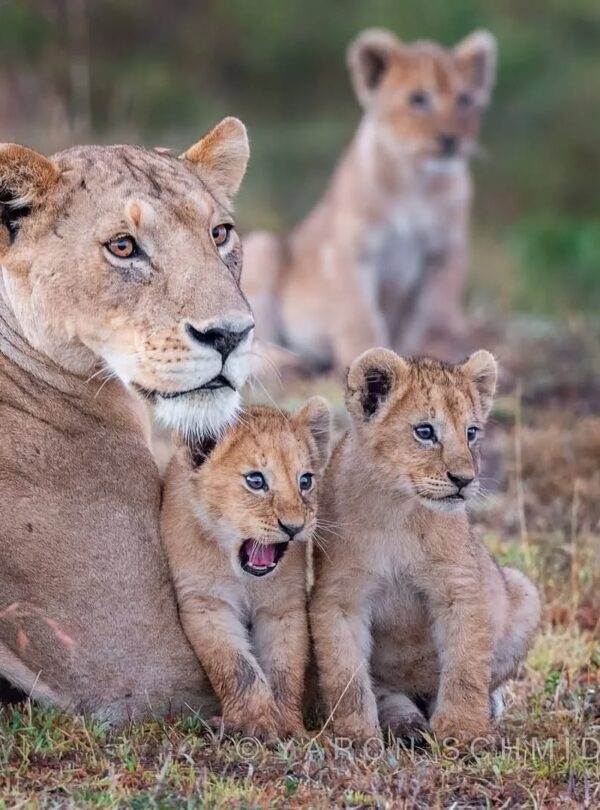 Lioness with Cubs Tanzania Big Cats Safasris