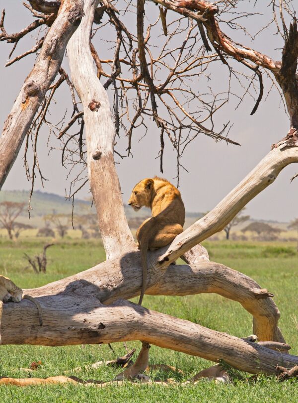 Mikumi National Park